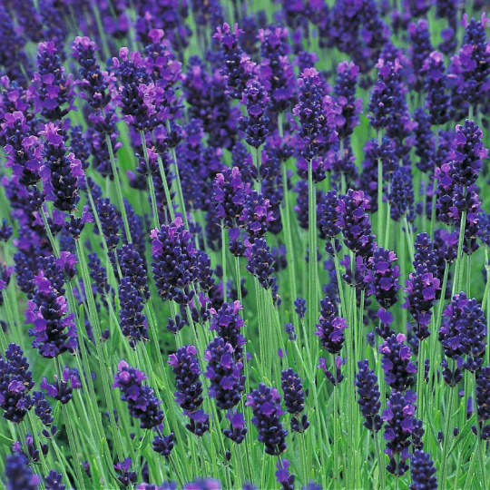 Top Grade Dried Pure French Lavender Buds