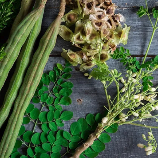 Moringa Dried Seeds For Health Benefit