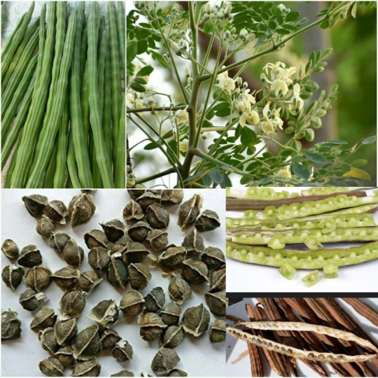 Moringa Dried Seeds